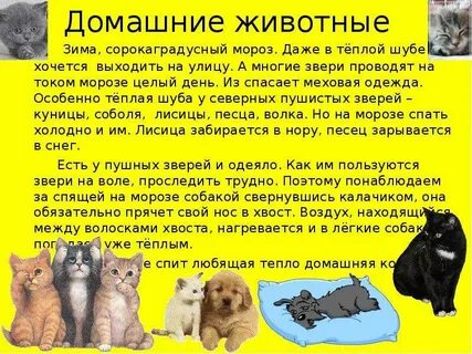 Доклад о домашнем