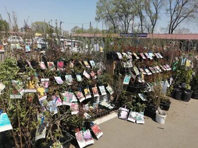 Саженцы брянск