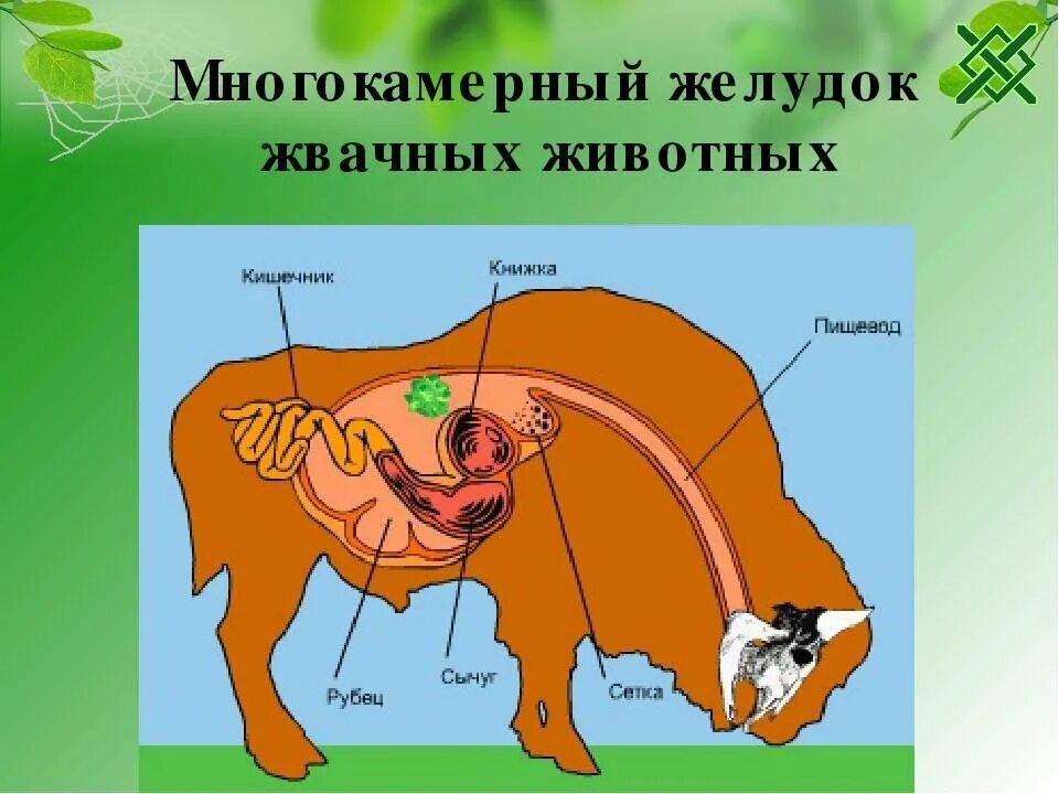 Пищеварительная система травоядных жвачных животных. Строение многокамерного желудка у животных. Пищеварительная система млекопитающих жвачных животных. Строение пищеварительной системы жвачных млекопитающих.