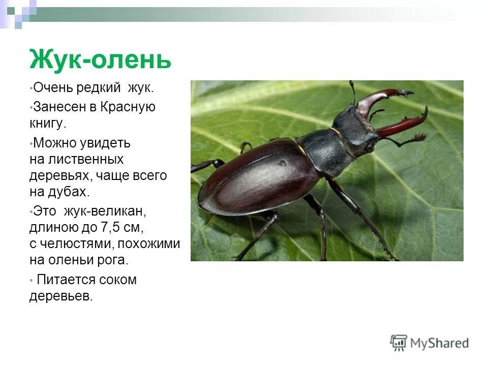 жук олень занесен в красную книгу россии. жуки из красной книги. функция жука бронзовки. жук олень в самарской области. жук рогач красная книга.