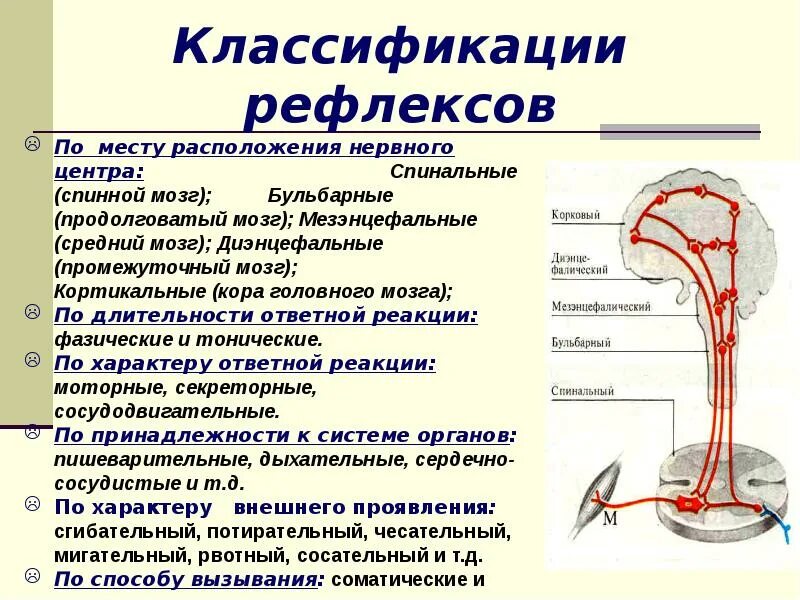 Какие защитные рефлексы. Классификация рефлексов зрачковый рефлекс. Бульбарные рефлексы. Бульбарные рефлексы примеры. Бульбарные рефлексы физиология.