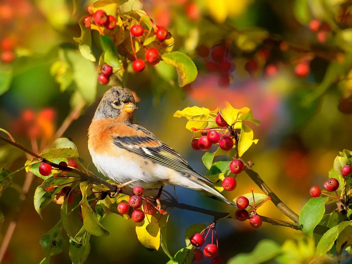 Autumn birds. Осенние птицы. Осень птицы. Птицы осенью. Осень в лесу с птицами.