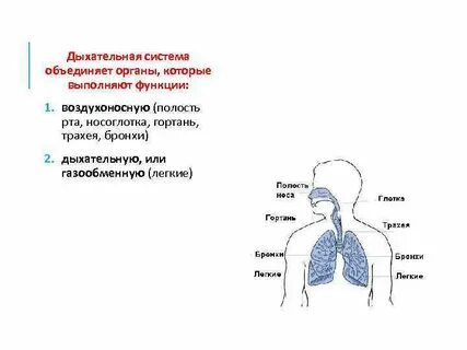 Какую функцию выполняет дыхание