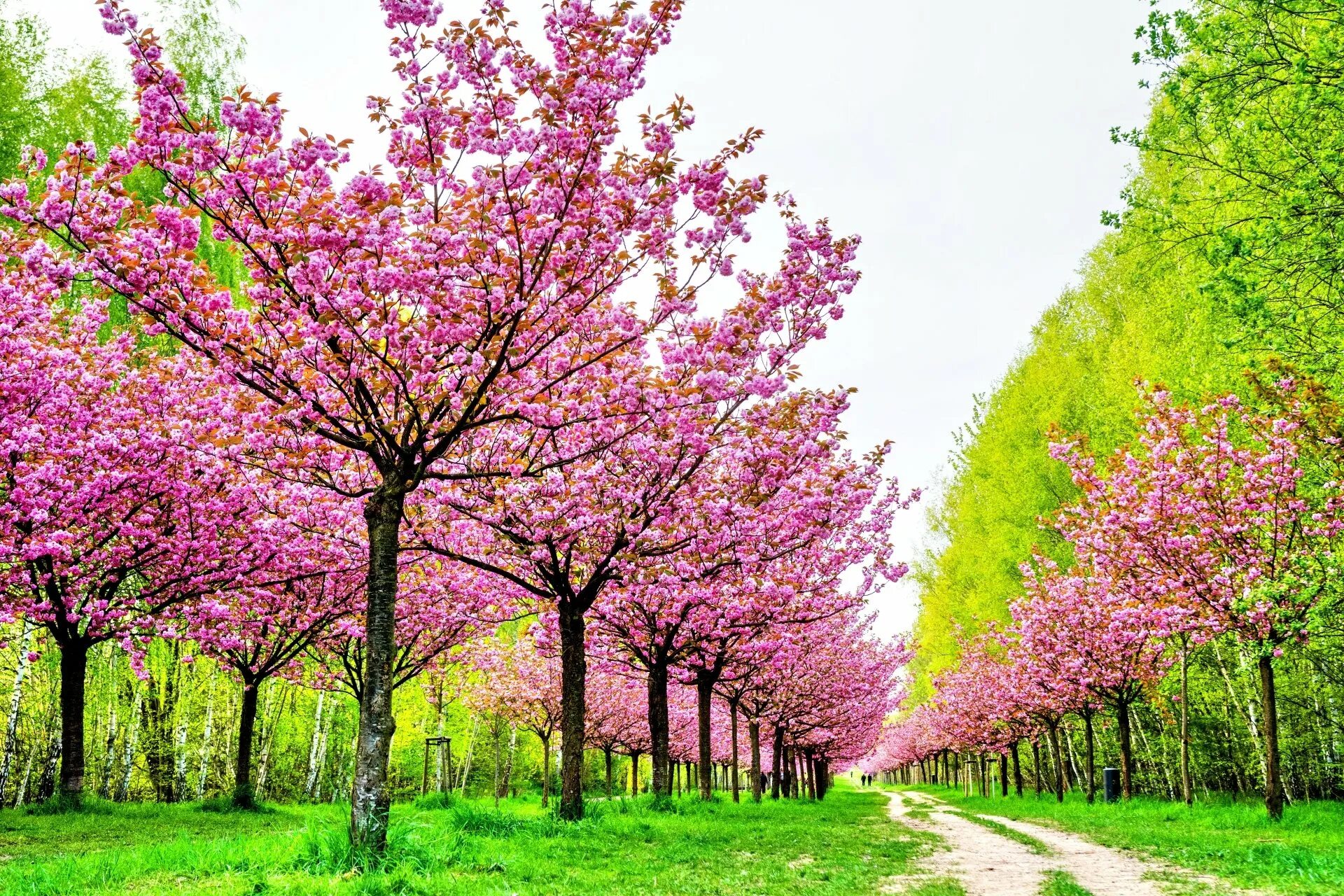 Деревья весной. Вишня дерево цветение. Весеннее дерево. Цветущие деревья. Яблоня недзвецкого.