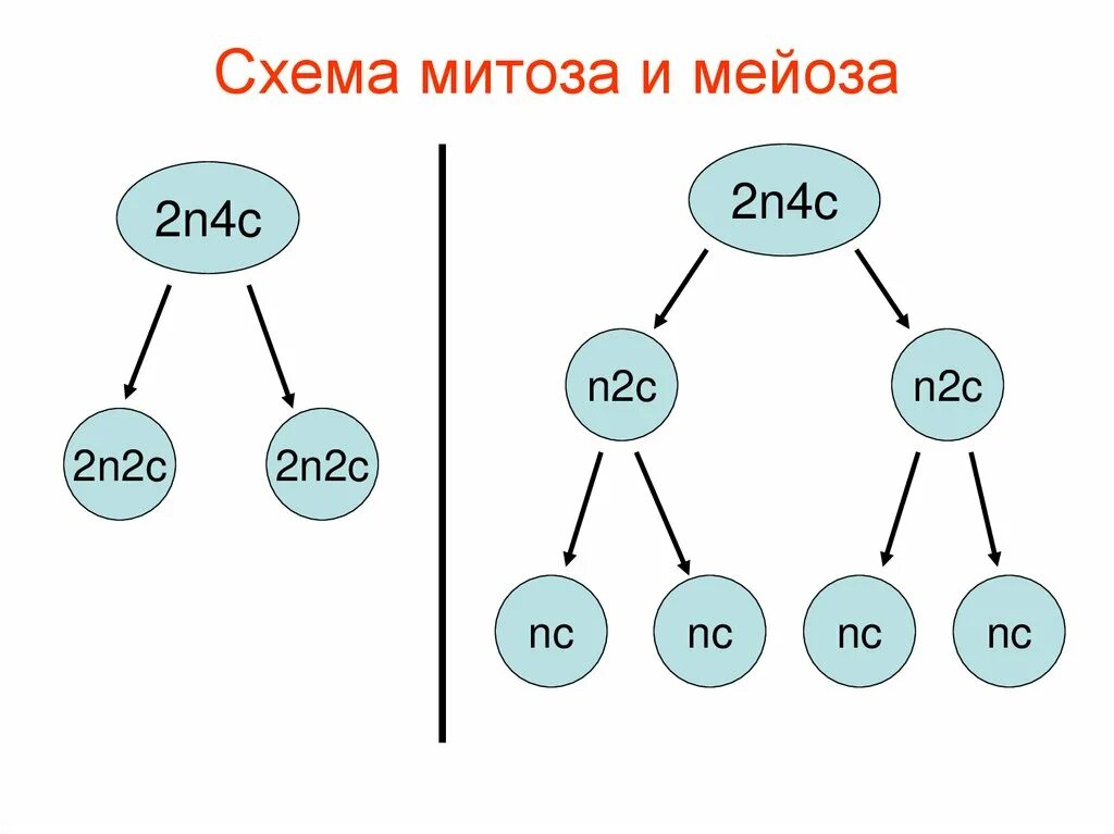 Процесс митоза и мейоза схема. Общая схема процесса митоза и мейоза. Схема митоза и мейоза 2n2c. Схема митоза 2n=2. Тип клетки митоза и мейоза