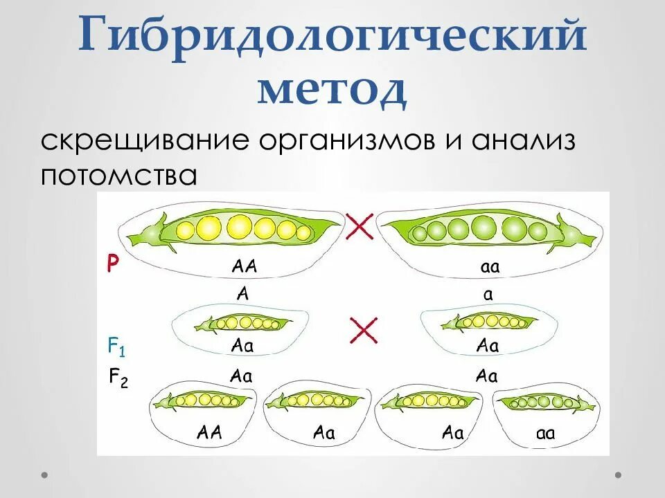 Генетически чистые линии. Гибридологический метод изучения исследования. Мендель гибридологический метод изучения наследственности. Схема гибридологического скрещивания. Гибридологический метод схема.