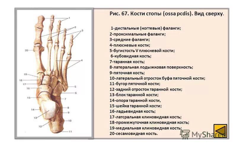 Фаланги стопы. Анатомия проксимальной фаланги стопы. Кости стопы анатомия вид сверху и снизу. Строение стопы анатомия кость плюсны. Проксимальный и дистальный ряд костей стопы.