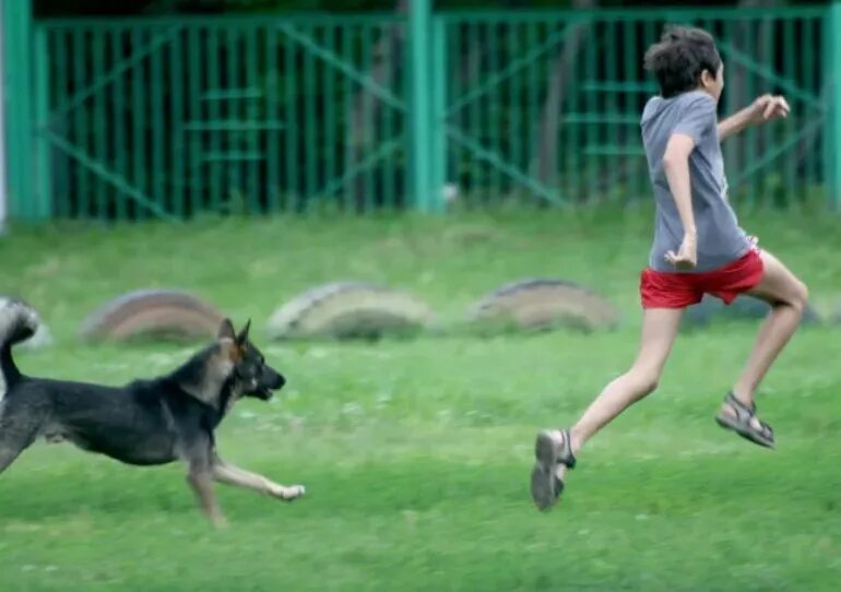 Человек убегает от собаки. Мальчик бежит за собакой. Парень убегает от собаки. Бег от собаки. Собака гонится за человеком.