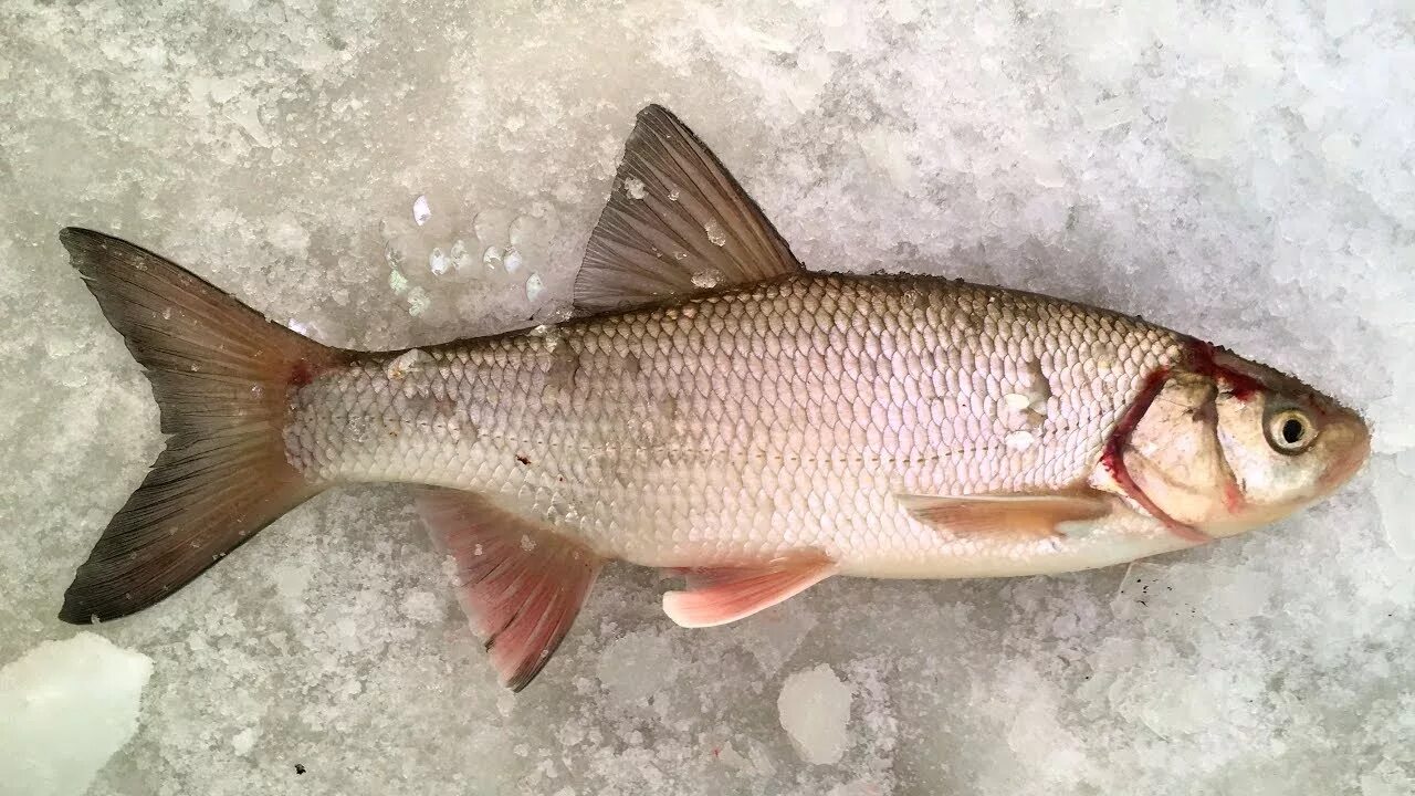 Язь подъязок. Язь Сибирский. Язь Leuciscus idus. Язь Озерный.