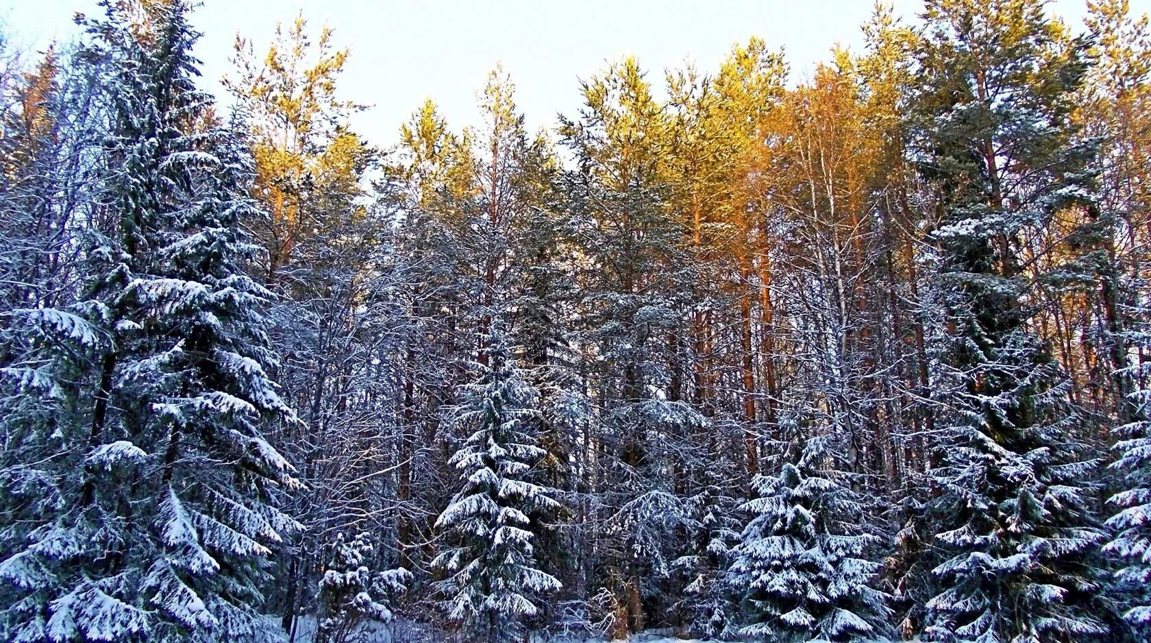 Ели ба. Зимний хвойный лес. Ель в лесу. Елка в лесу. Смешанные леса зима.