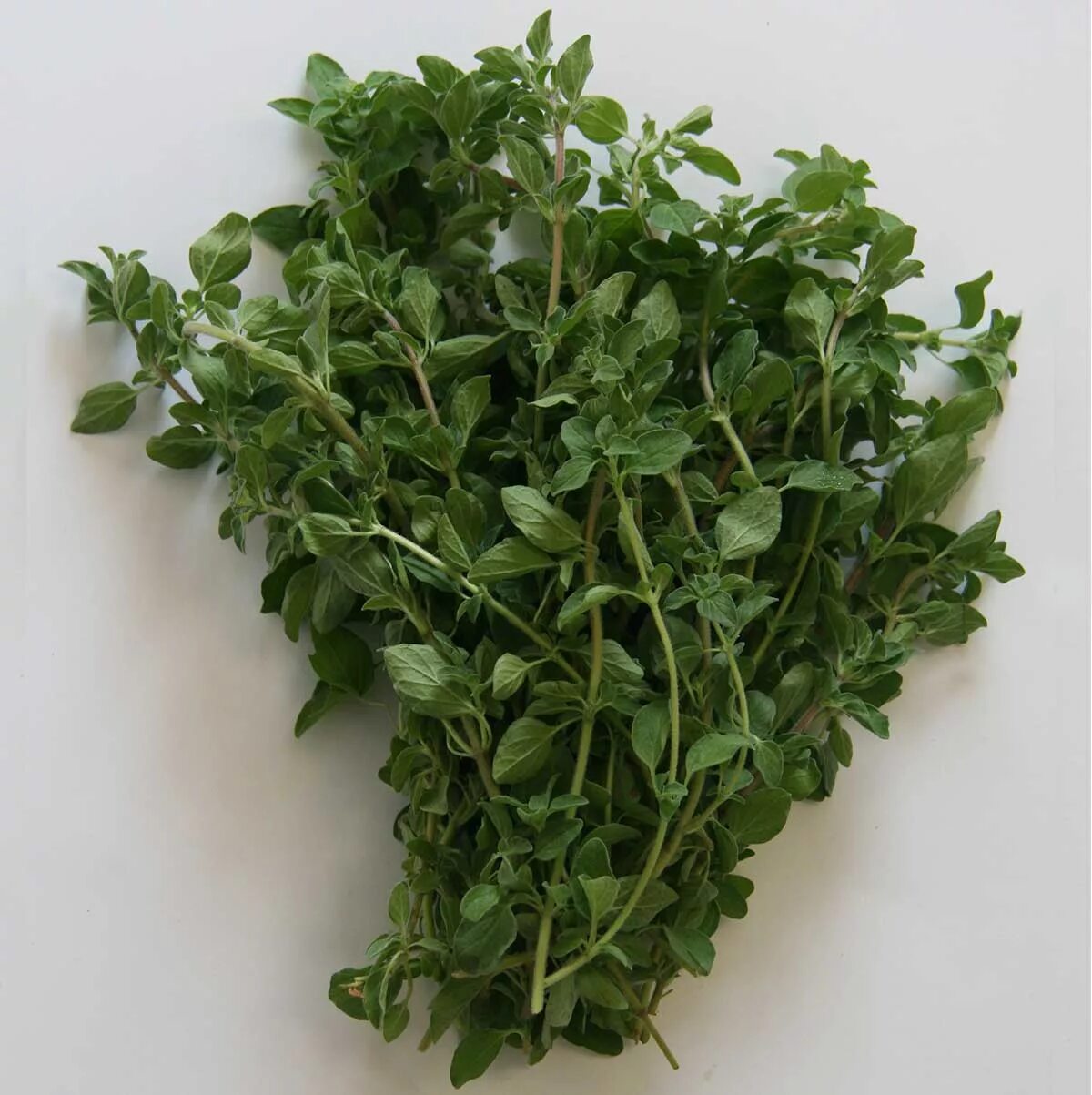 Орегано веточка. Орегано свежая зелень. Душица зелень. Origanum majorana (майоран). Майоран специя.