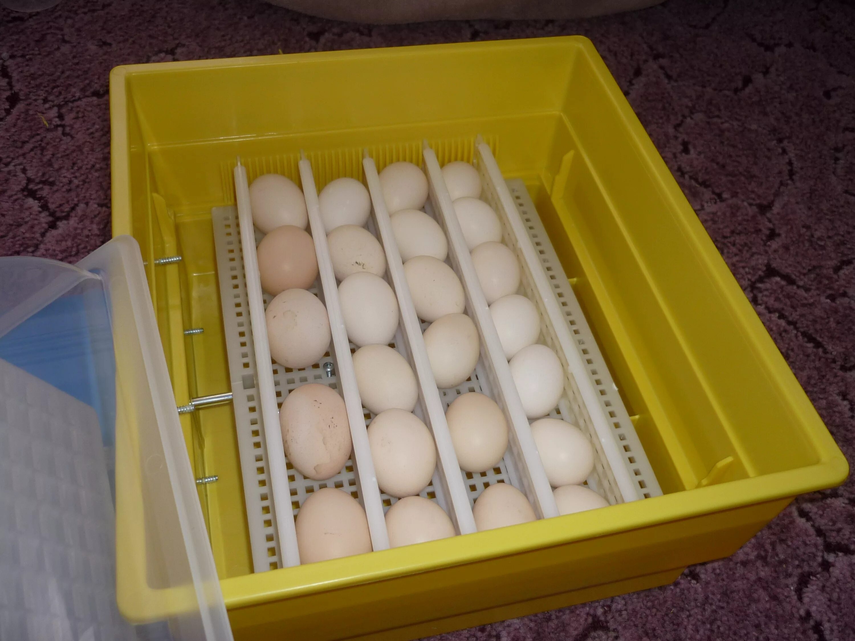 Инкубатор "птичий двор" Pro-60. Лоток для гусиных яиц в инкубатор. Гусиные яйца в инкубаторе. Инкубация несушек.