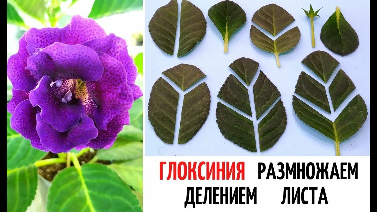 Глоксинии из листьев
