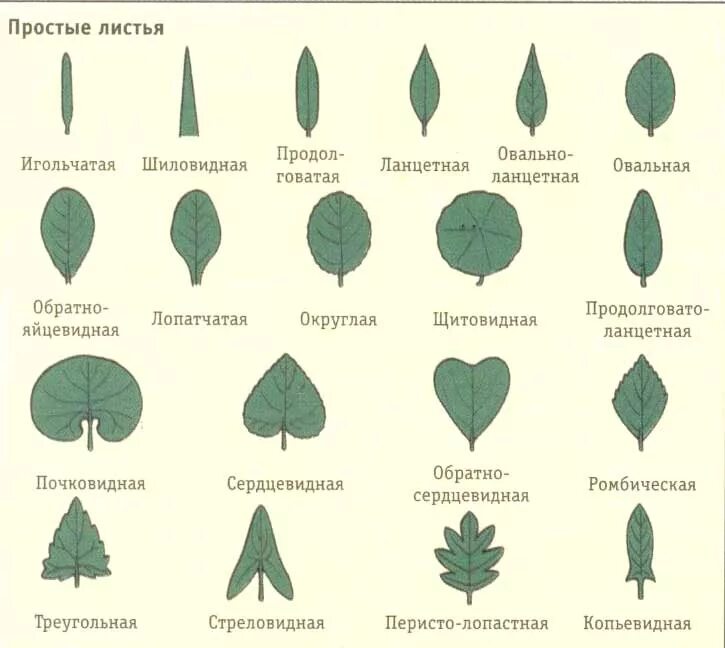 Размеры листьев комнатных растений. Формы листовых пластинок копьевидный. Тип листа по форме листовой пластинки. Клен ясенелистный форма листовой пластинки. Сердцевидное основание листовой пластинки.