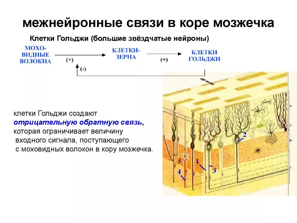 Мозжечок волокна. Схема взаимодействия клеток коры мозжечка. Нейроны мозжечка гистология. Клетки Гольджи мозжечка гистология. Клетки Гольджи в коре мозжечка.