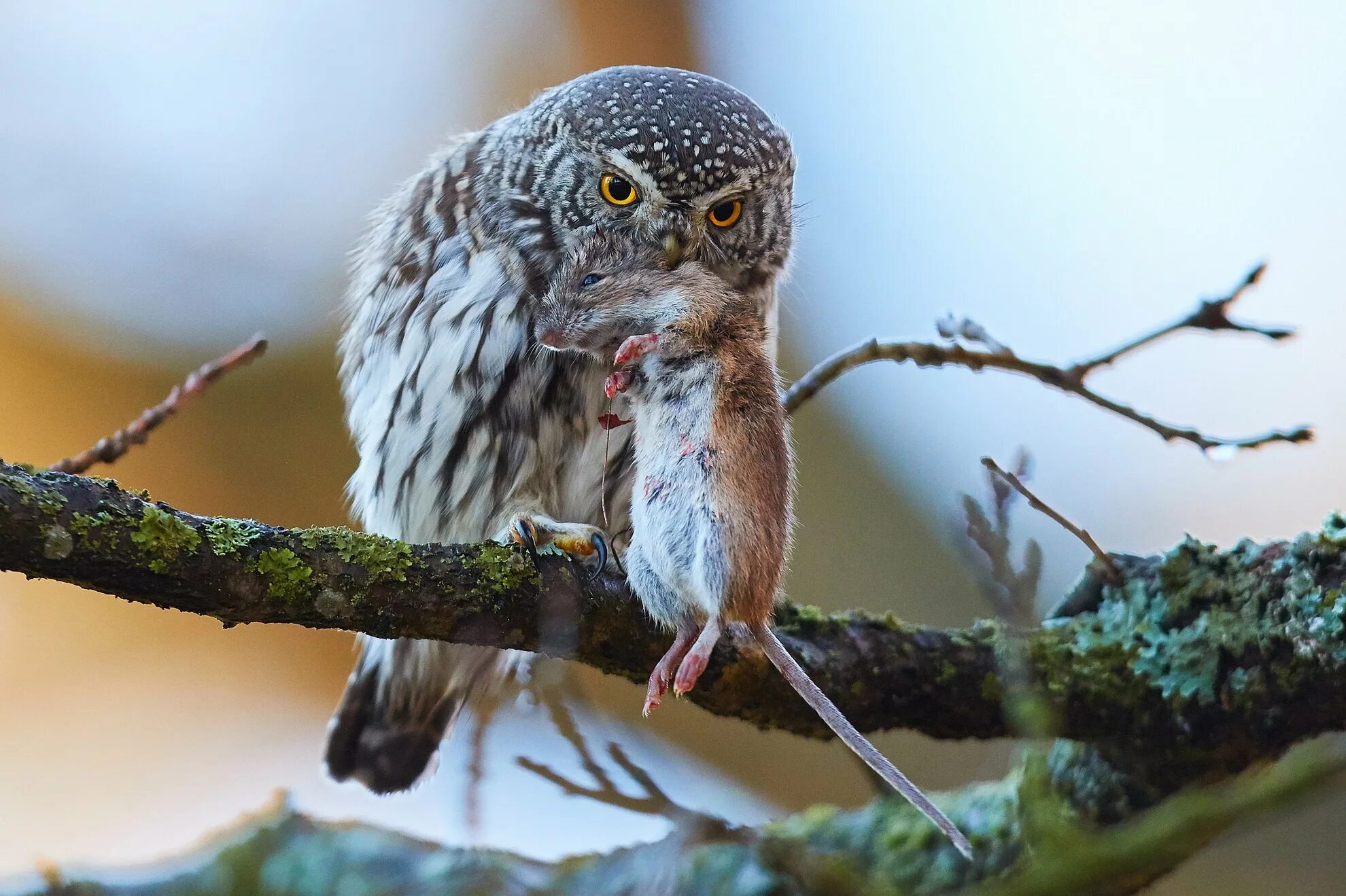 Может быть совы разыскивают добычу. Воробьиный сычик (Glaucidium passerinum). Воробьиный Сыч (Glaucidium passerinum l.),. Воробьиный Сыч (сычик). Воробьиный Сыч совёнок.