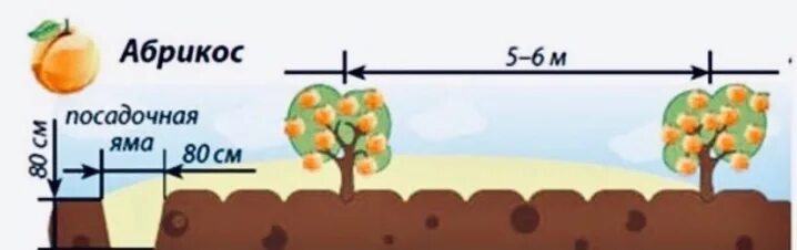 На каком расстоянии сажать абрикосы друг. Схема посадки абрикоса. Расстояние посадки абрикоса. Расстояние между абрикосами. Абрикос посадка осенью на Урале.