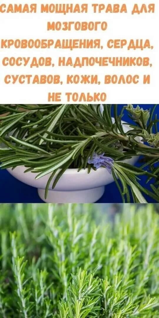 Самая. Травы для кровообращение. Растительные препараты для памяти. Бад для улучшения памяти. Лекарственные травы для сердца.
