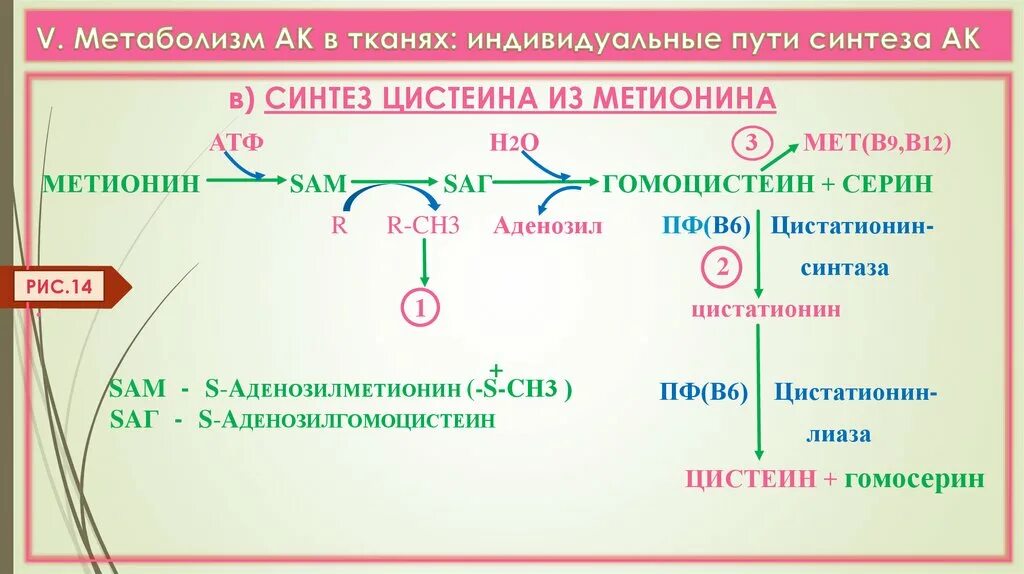 Метаболизм метионина. Метаболизм фолатов схема. Метаболизм метионина. Метаболизм метионина. Обмен серосодержащих аминокислот.
