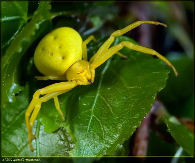 Томизус жёлтый паук. Паук мизумена косолапая ядовитый. Жёлтый паук мешкопряд. Пауки желтого цвета. Misumena vatia - мизумена косолапая.