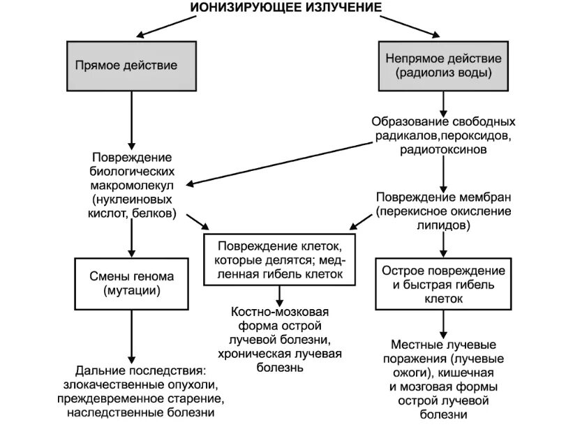 Воздействие ионизирующего излучения на организм человека. Ионизирующее излучение механизм. Механизм биологического действия ионизирующих излучений. Механизм действия ионизирующих излучений на организм. Механизмы прямого и непрямого действия ионизирующего.
