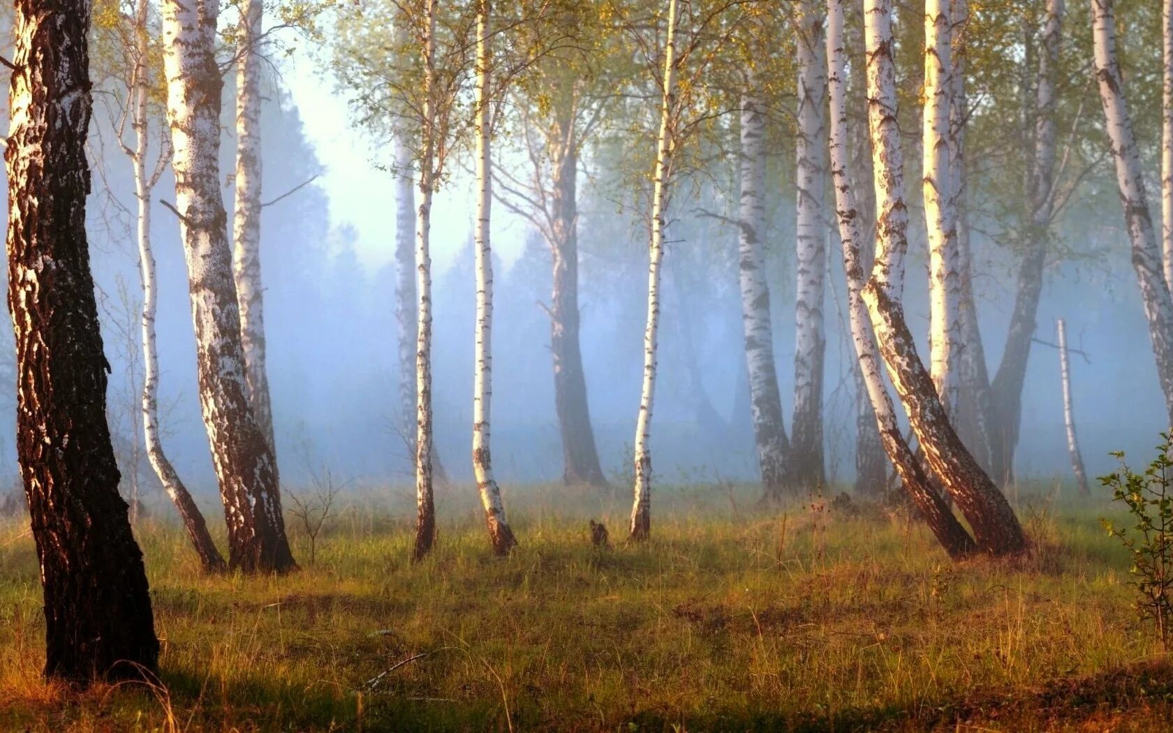 Хилые березки. Токсово березовая роща. Киалимское болото таганай. Берёзовая роща сосновый бор. Хилые березки.
