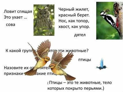 Приведи примеры животных птиц
