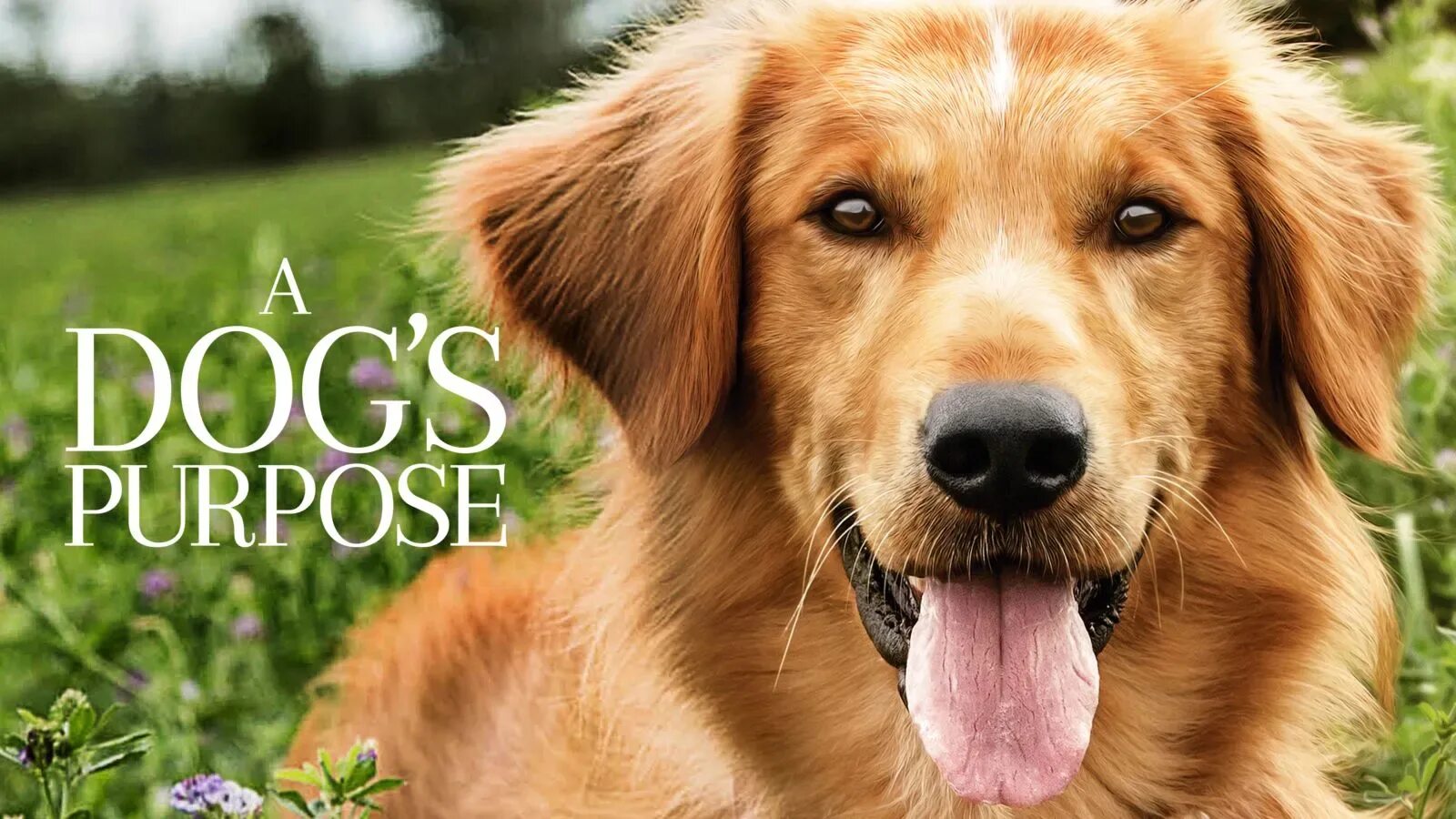 Life is dog