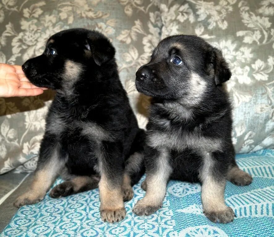 Щенок немецкой овчарки 3 месяца. Щенок лабрадора коричневый 4 месяца. Как должны выглядеть щенки. Немецкая овчарка щенок 1 месяц гладкошерстный. Восточноевропейская овчарка щенок 2 месяца.