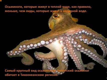 Где рот у осьминога