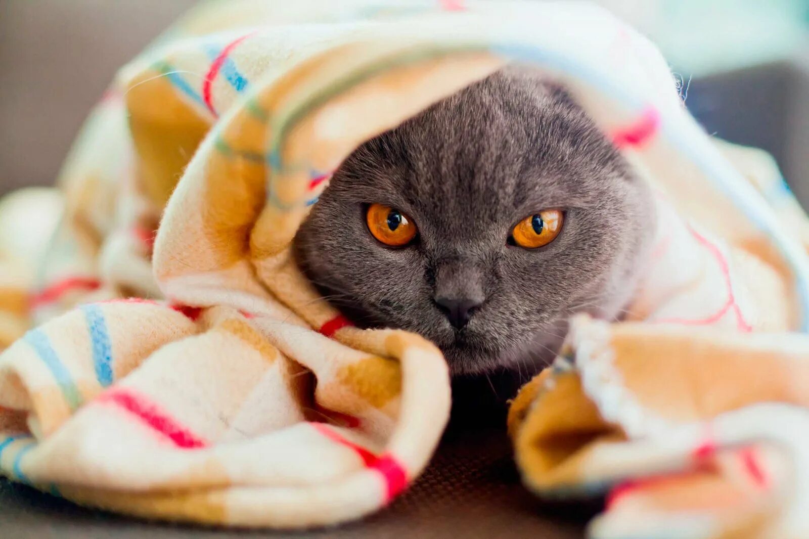 Кошка любит одеяло. Кошка под одеялом. кот в одеяле. кот в одеяльце. кошка под пледом.