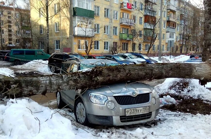 Королев упали звезды. Дерево упало на автомобиль в оренбурге 2013 год. упало дерево на авто прикол. сгорела машина в королеве. деревья после урагана.