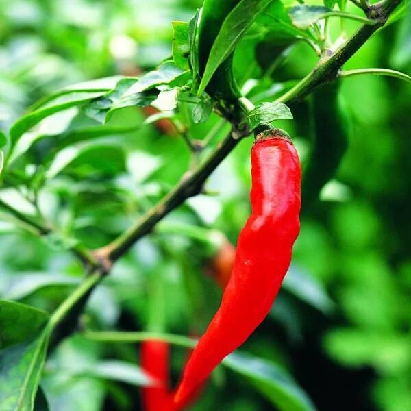 Hot Pepper Seeds - CAJUN BELLE - Hybrid Hot Pepper - Gmo Free - 10 Seeds eBay St