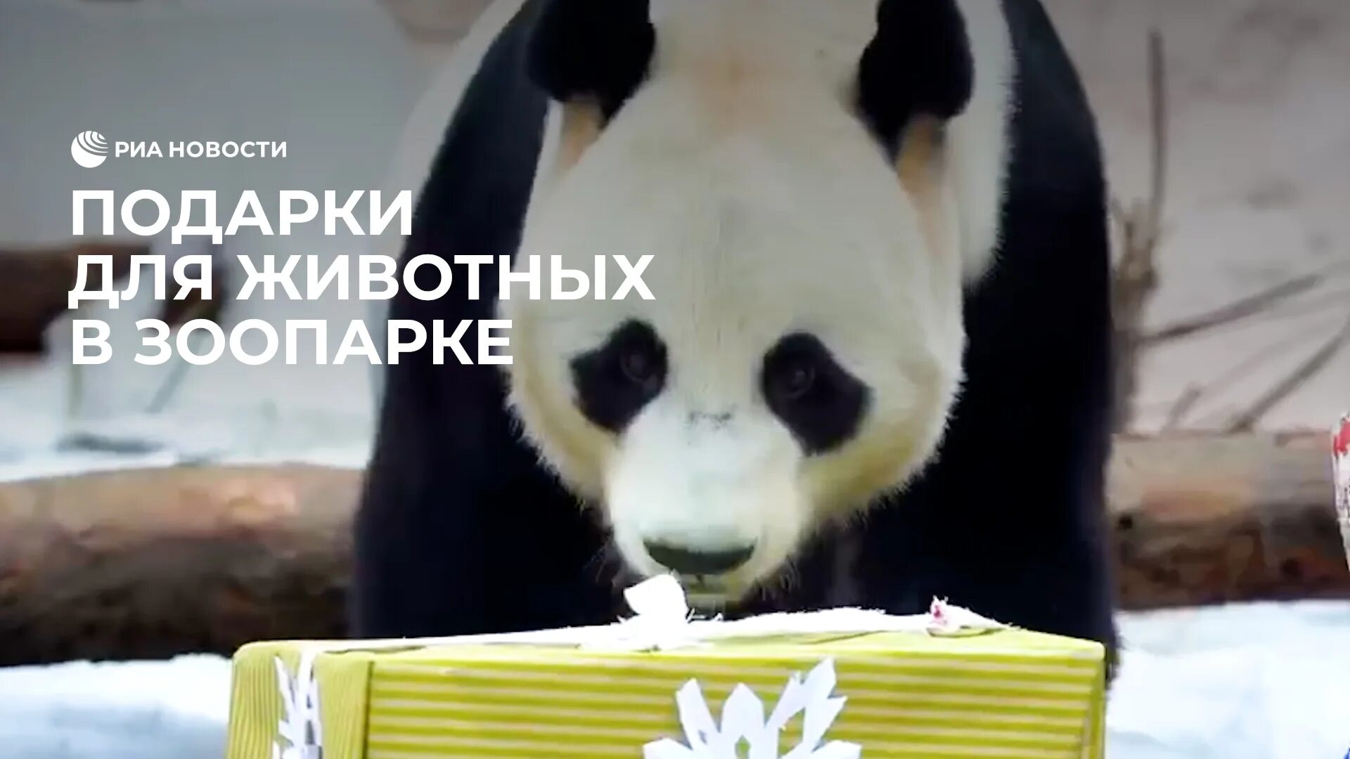 Панда пинь-пинь московский зоопарк. Панда катюша московский зоопарк последние. Панда катюша московский зоопарк последние. Панда жуи в московском зоопарке. Панда из московского зоопарка.