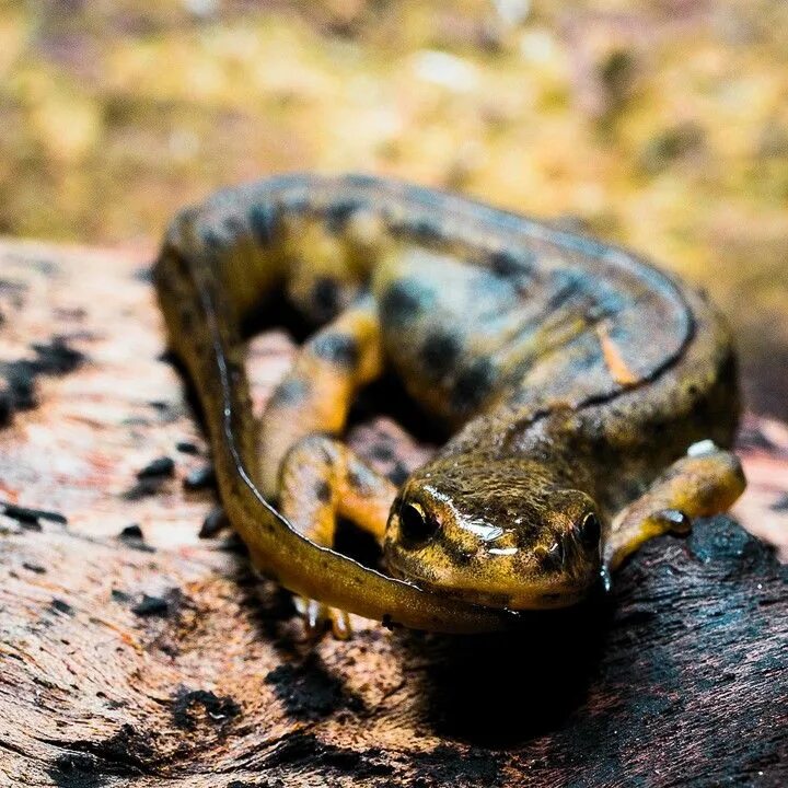 Амфибийский тритон. Катер ranger 620 vs купить. Тритон карелина. Тритон испанский аквариумный. Тритон крымский карелина.