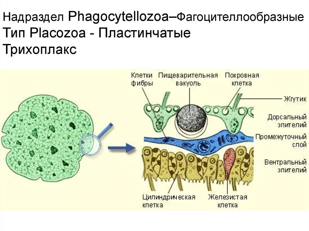 Тип пластинчатые (трихоплакс). Тип пластинчатые (Placozoa). Пластинчатые губки строение. Строение трихоплакса.