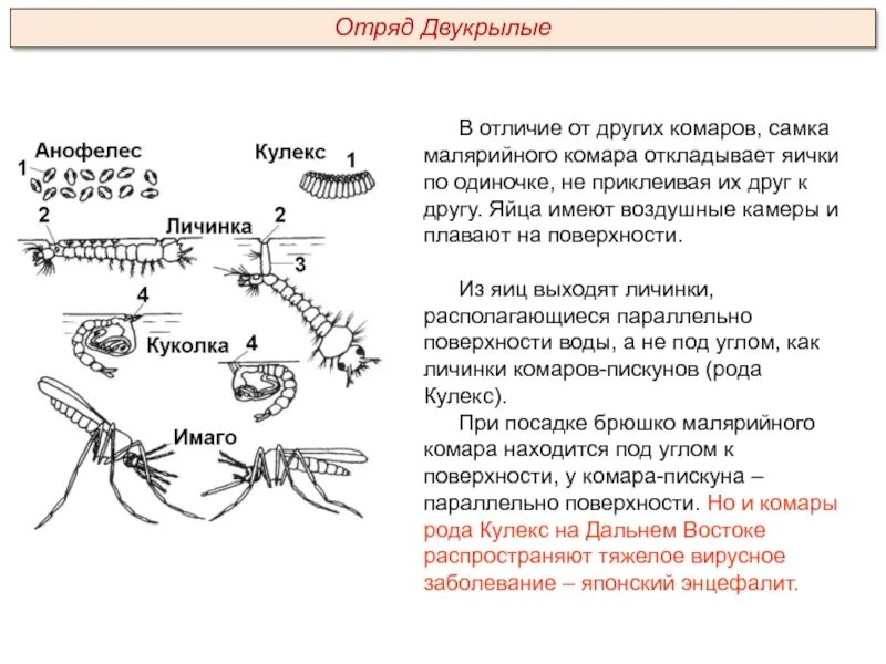 Какое развитие у малярийного комара. Яйца комаров рода Anopheles. Личинка малярийного комара рода Anopheles. Личинки комаров рода анофелес. Комар рода Anopheles личинка строение.