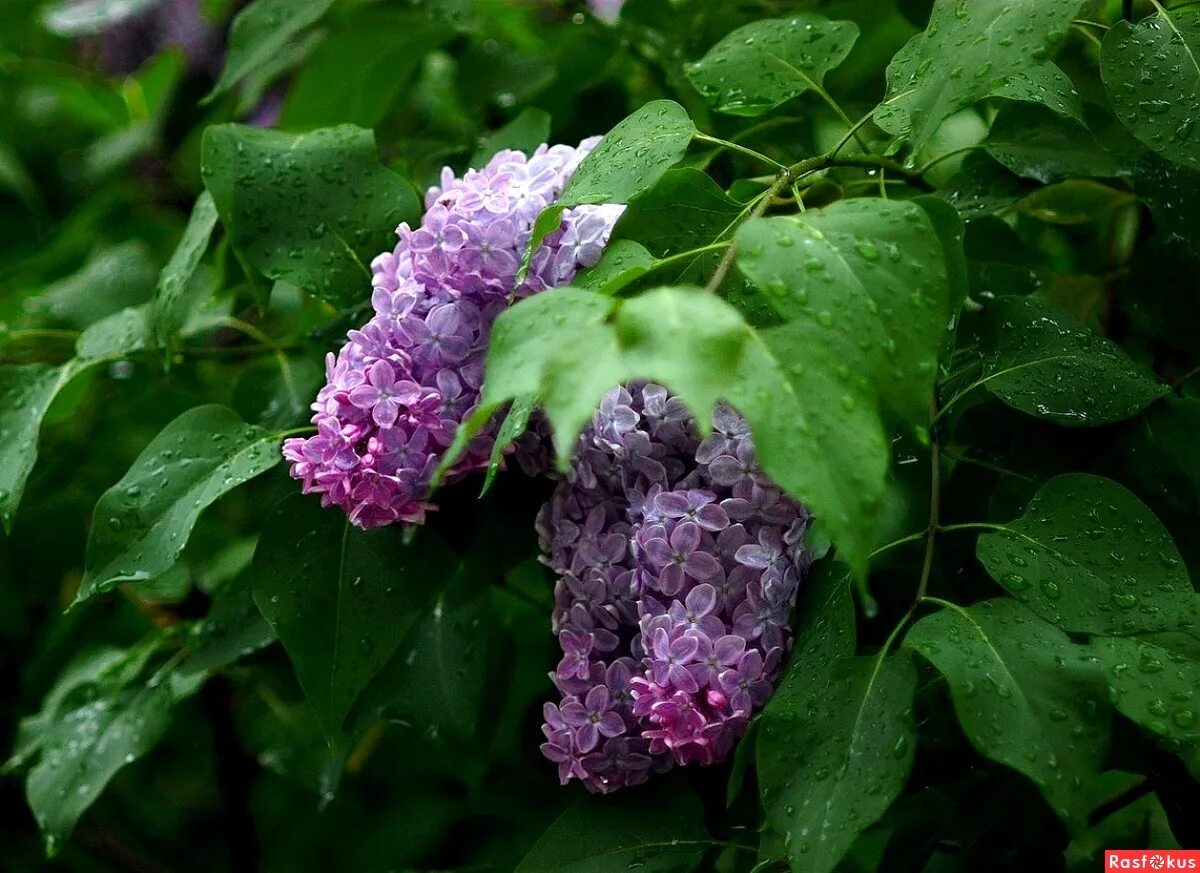 Куст мокрая. Цветы куст мокрые. Листья под дождем. Листья растений. Куст мокрая.
