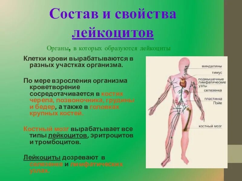 Органы кроветворения у человека. Заболевания кроветворной системы. Болезни органов кроветворения. Система органов кроветворения.