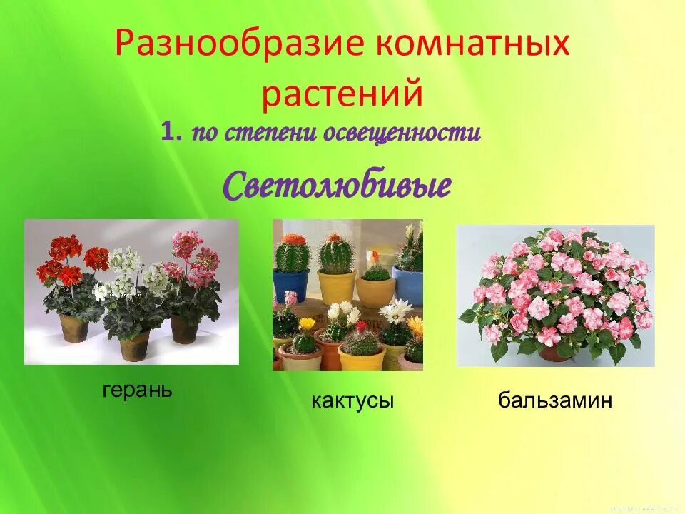 Растения города декоративное цветоводство 7 класс урок. Светолюбивые комнатные растения. Разнообразие комнатных цветов. Комнатные растения картинки. Цветы светолюбивые комнатные цветущие.