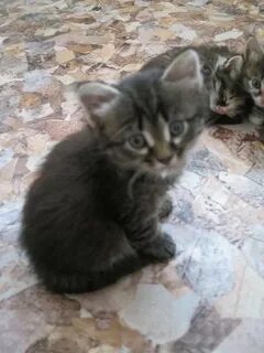 Котята в калининграде в добрые