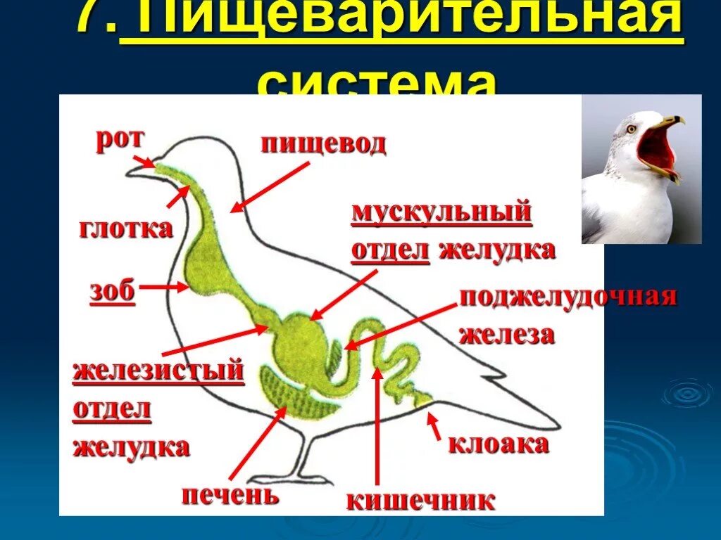 Пищеварительная система система птиц. Система органов пищеварения птиц. Схема пищеварительной системы птицы. Строение пищеварительной системы птиц. Что находится в мускульном желудке птицы