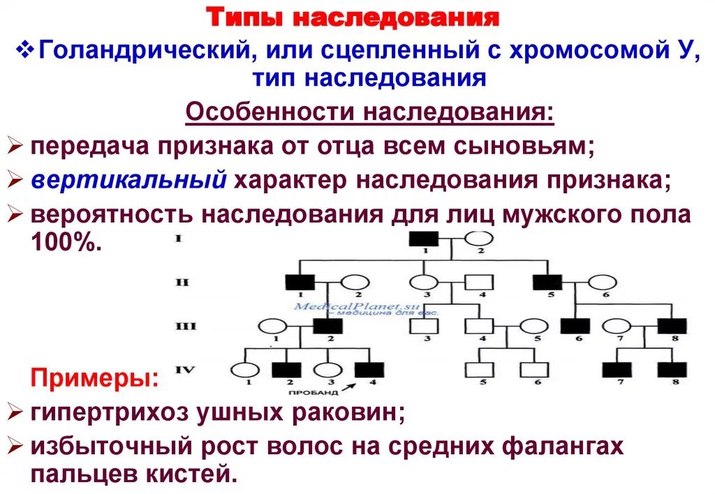 Наследование признаков сцепленных с полом типы наследования. Тип наследования генетика задачи. Голандрический Тип наследования. Характеристика х сцепленного типа наследования.