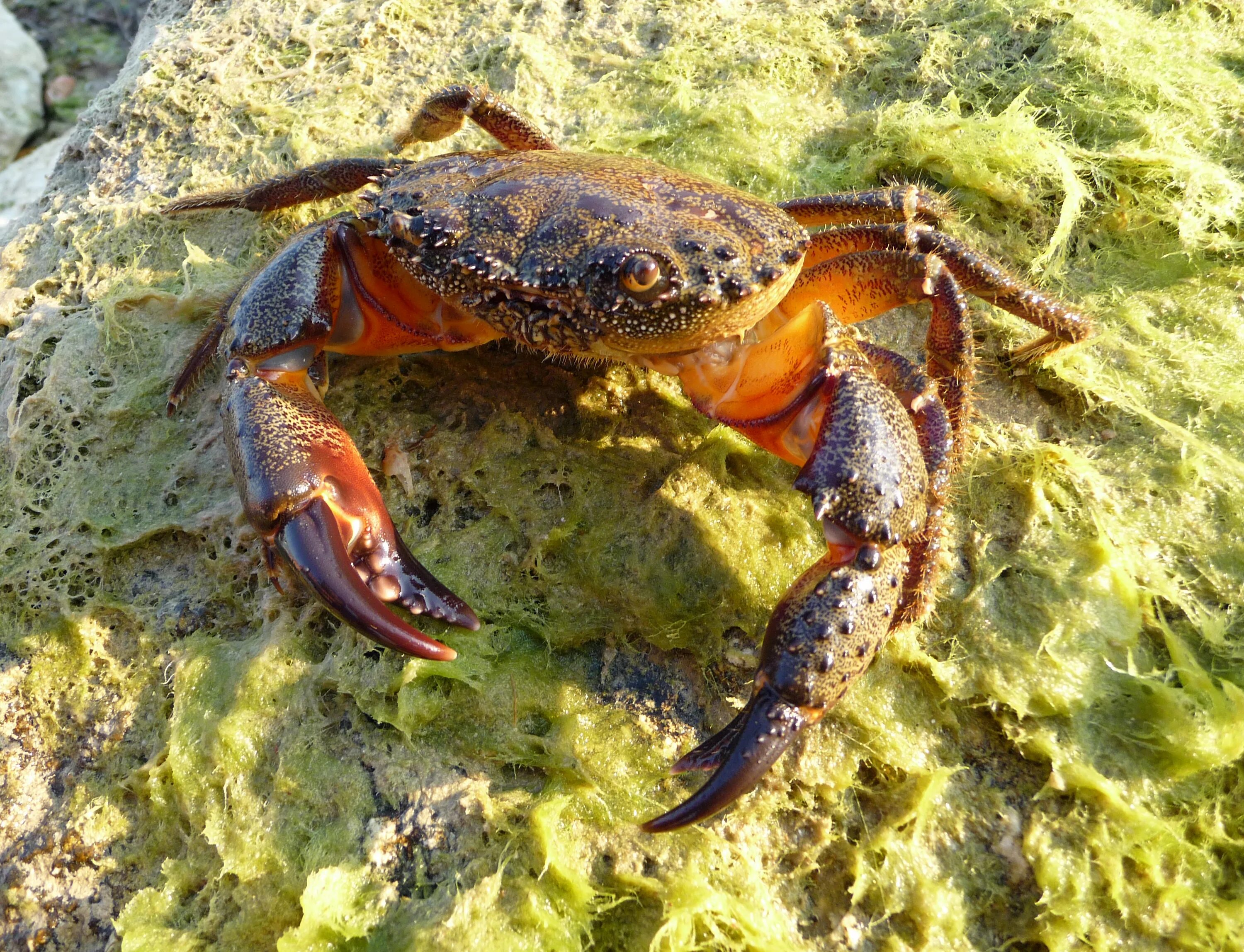 Каменный краб черного моря. Черноморский краб Краснюк. Крымский каменный краб. Флоридский каменный краб.