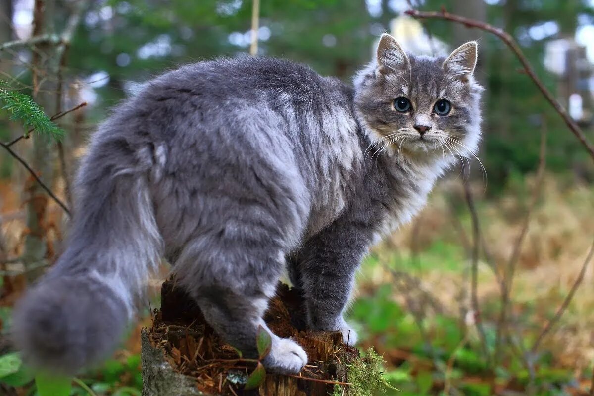 Сибирский Лесной кот серый. Норвежская длинношерстная Лесная кошка. Норвежский Лесной кот серый. Сибирский дикий Лесной кот. Котик в реальной жизни