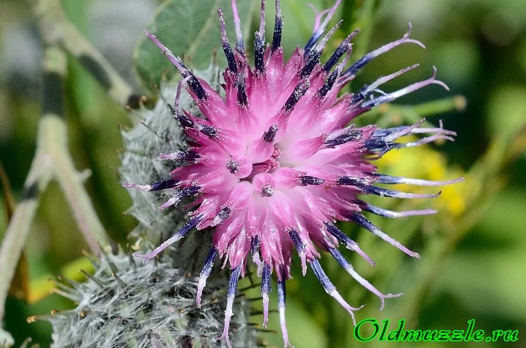 репей среди цветов. лопух паутинистый препараты. репей май эпл нижний. репаир май аппле нижний новгород. май эппл репайр нижний.