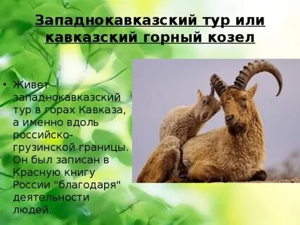Животные красной книги дагестана