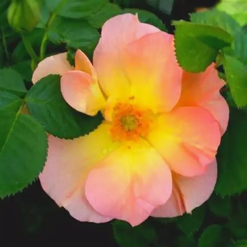 Роза морден санрайз фото и описание Morden Sunrise rose bush in bloom Flowers blooming in my g. Flickr