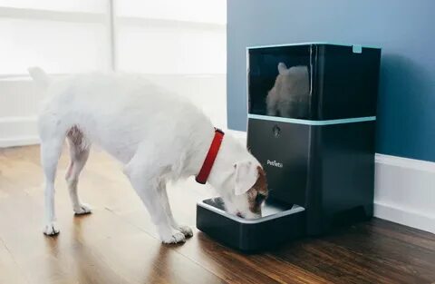 Smart pet