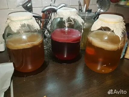 Винный гриб